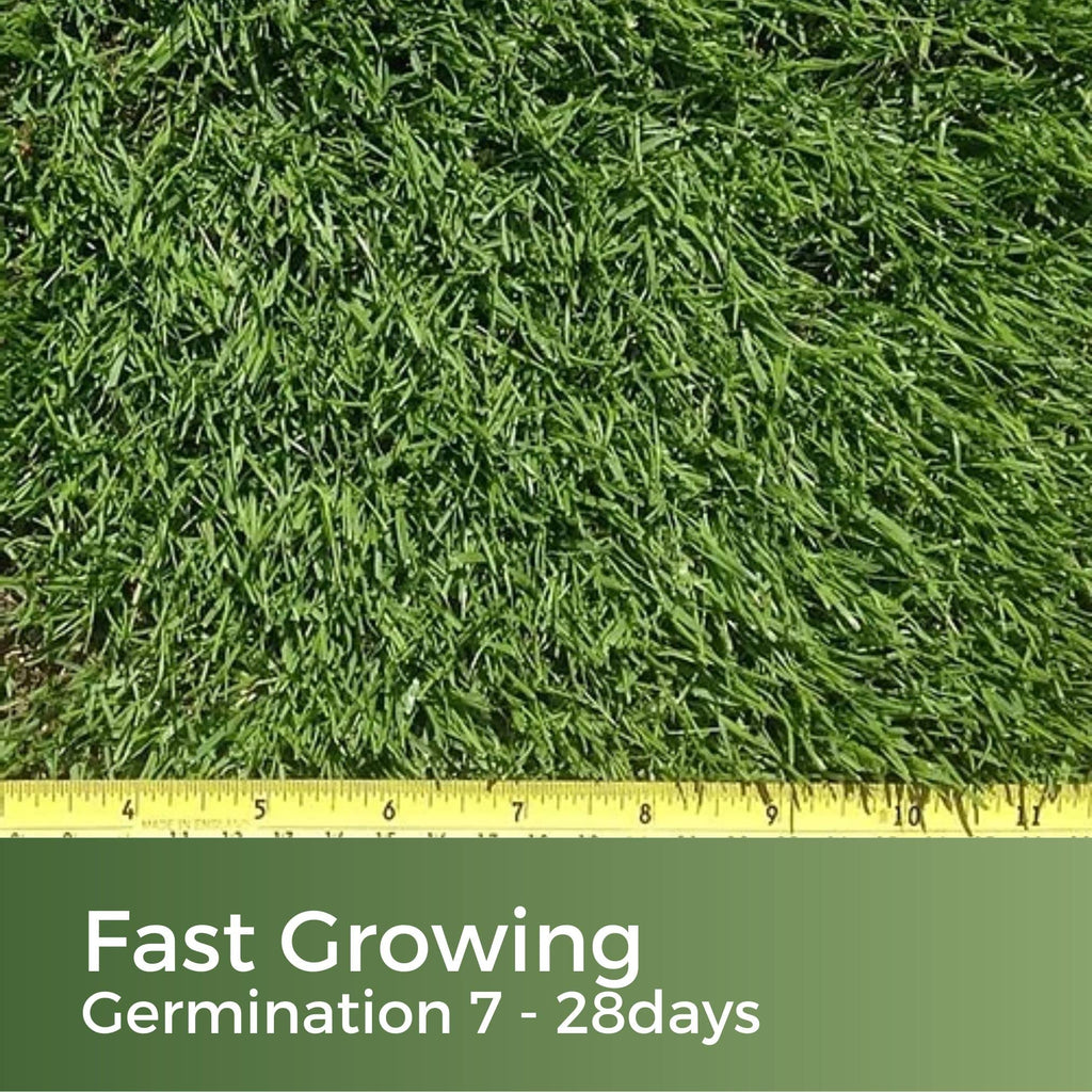 Dark Green Grass Seed – Fast Growing Rye Grass Mix (5kg)