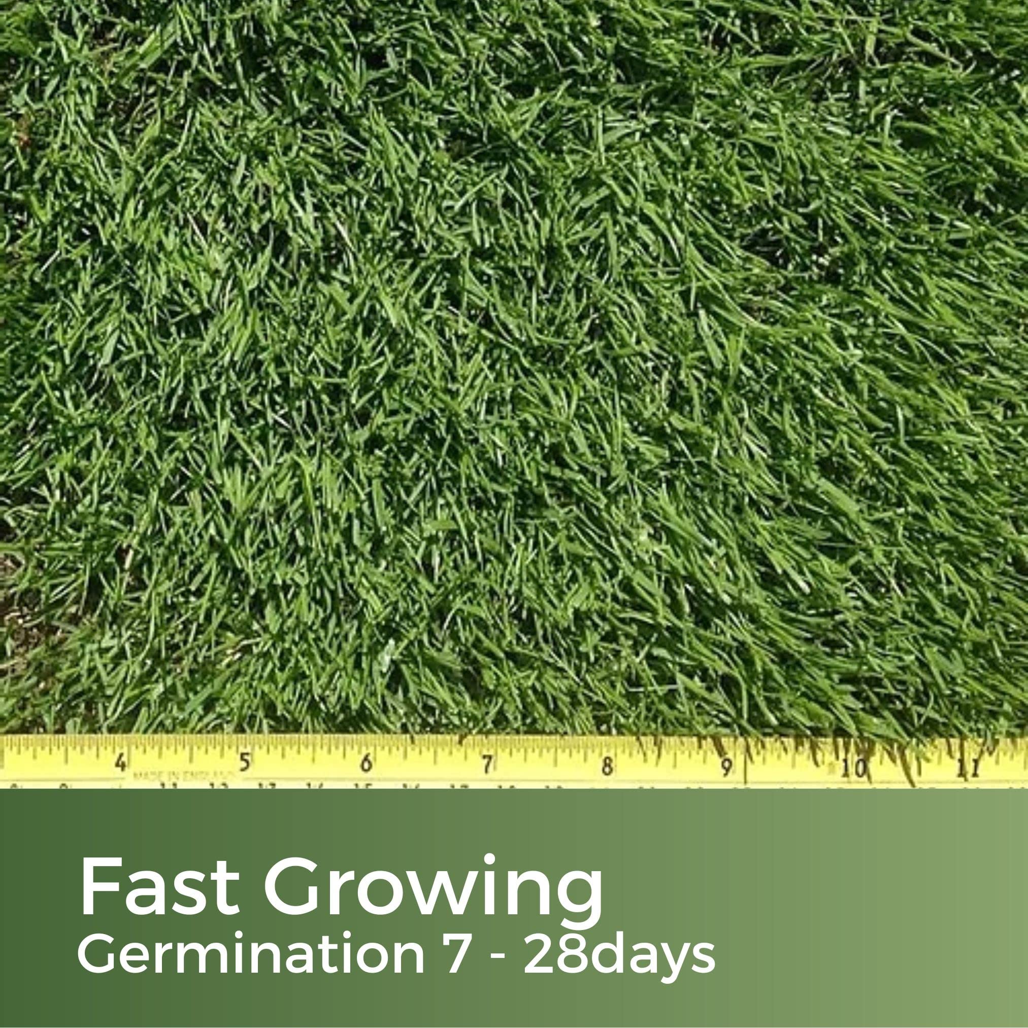 Dark Green Grass Seed – Fast Growing Rye Grass Mix (5kg)