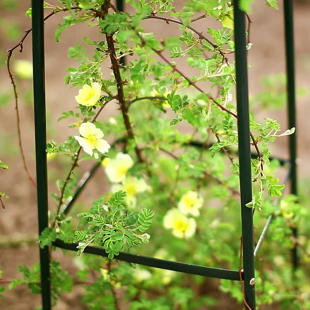 Relaxdays Garden Obelisk Metal Climbing Plant Support Trellis, 200cm