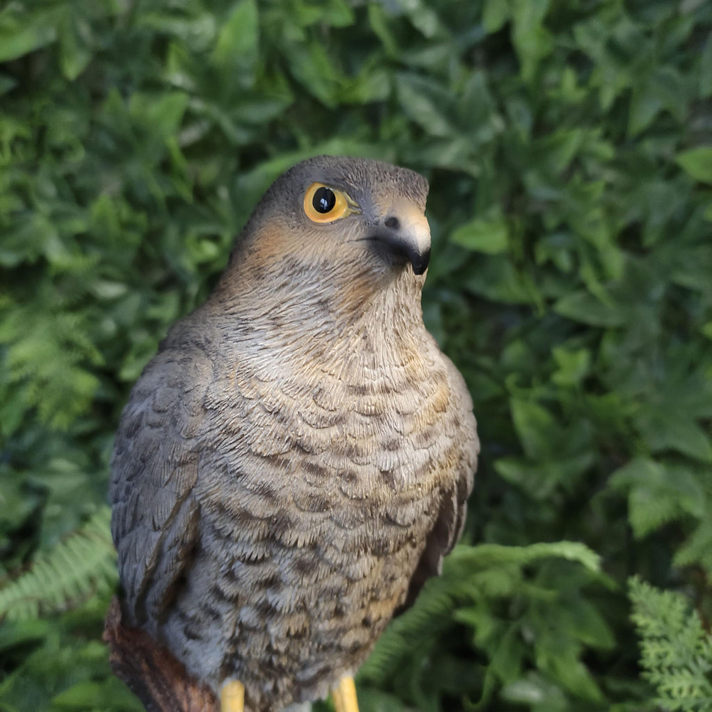 Vivid Arts Sparrow Hawk Garden Ornament - Realistic Resin Bird Sculpture