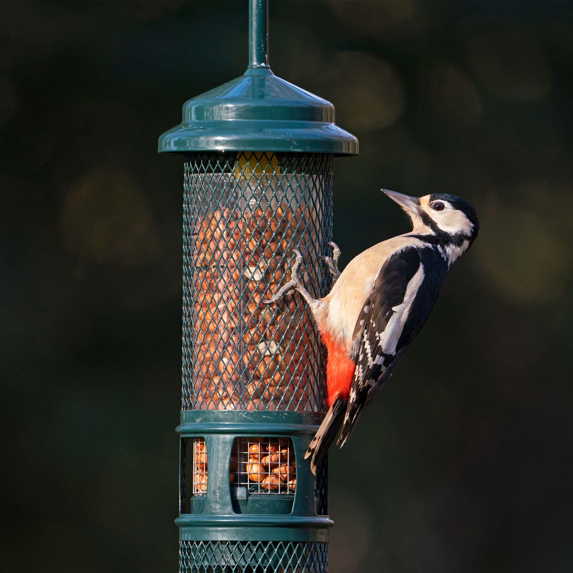 Jacobi Jayne Squirrel Buster Peanut Bird Feeder – Metal, Green, 750ml