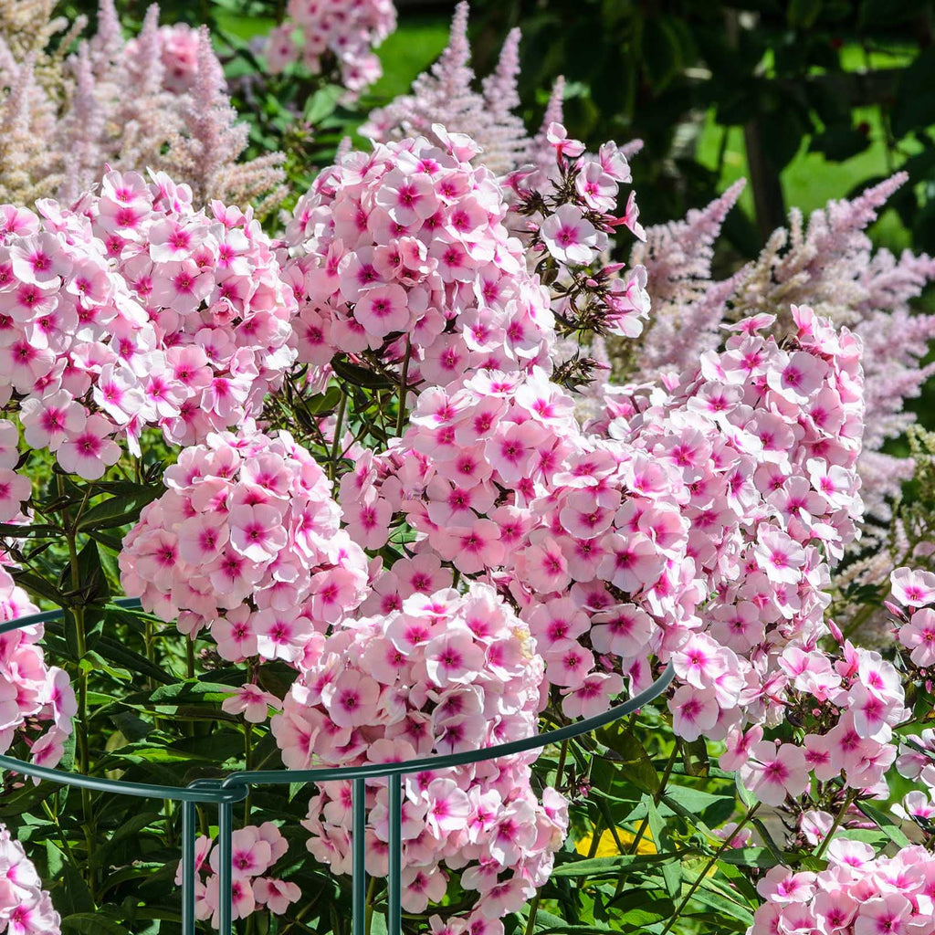 Jolof Store 12-Pack Metal Plant Support Stakes - 25x60cm Peony Cages