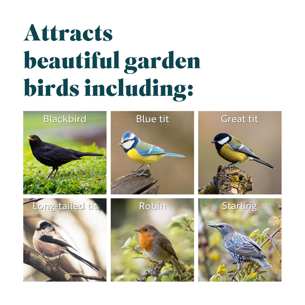 RSPB High Energy Suet Fat Balls for Wild Birds - Box of 160
