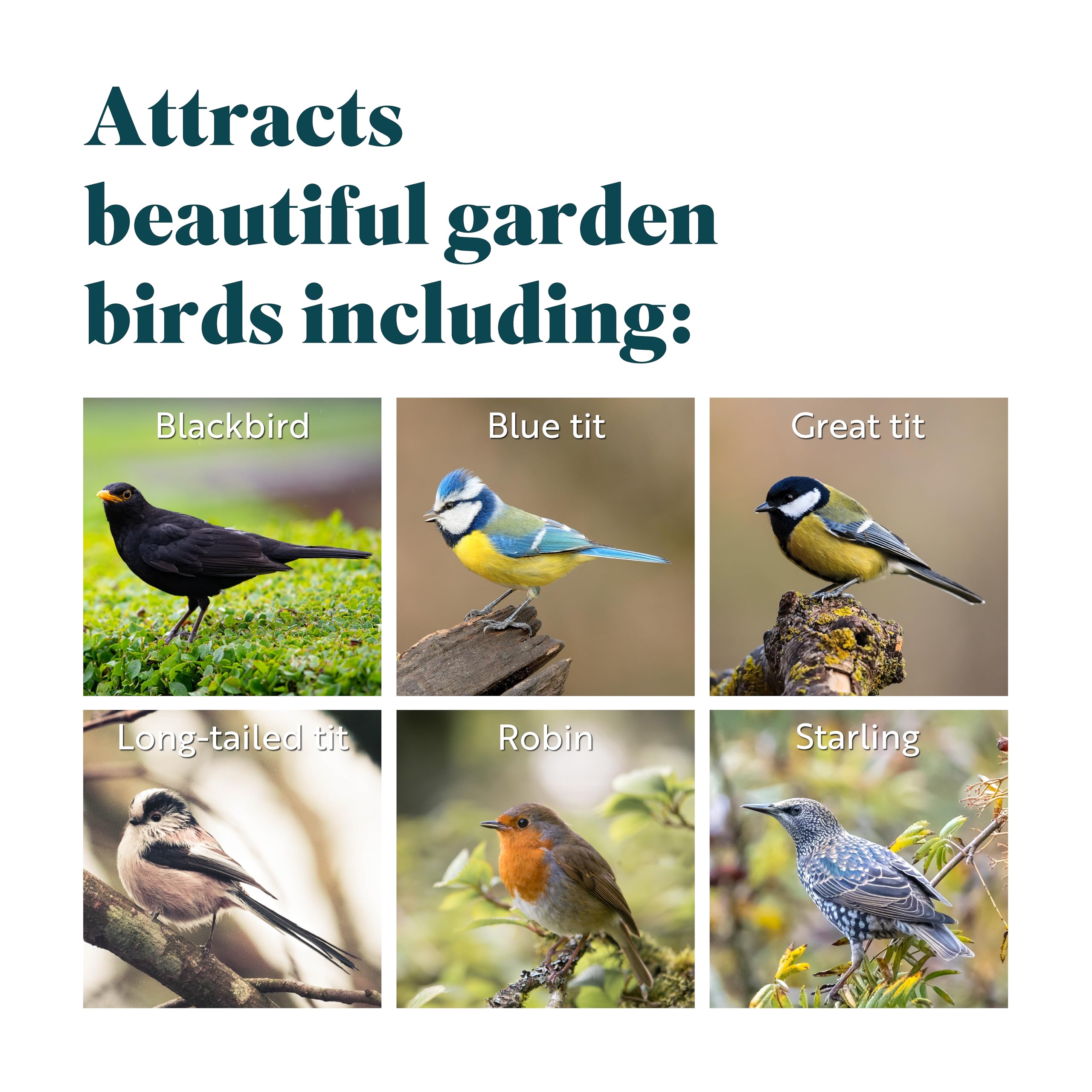 RSPB High Energy Suet Fat Balls for Wild Birds - Box of 160