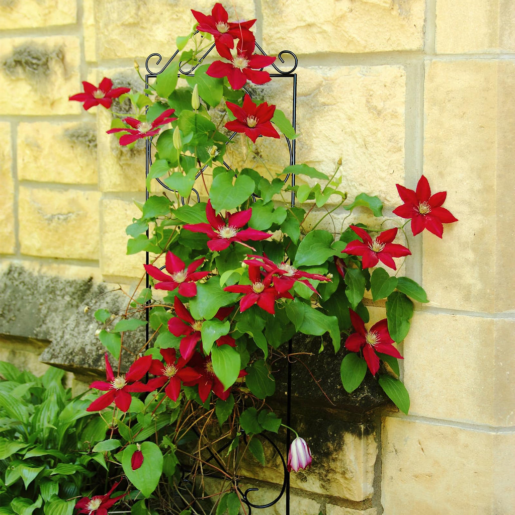 Thealyn Metal Garden Trellis 4-Pack | 123cm Rust-Resistant Plant Support