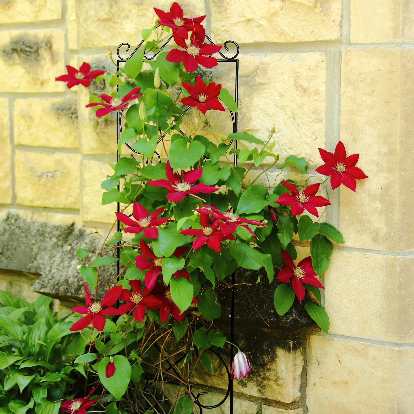 Thealyn Metal Garden Trellis 4-Pack | 123cm Rust-Resistant Plant Support