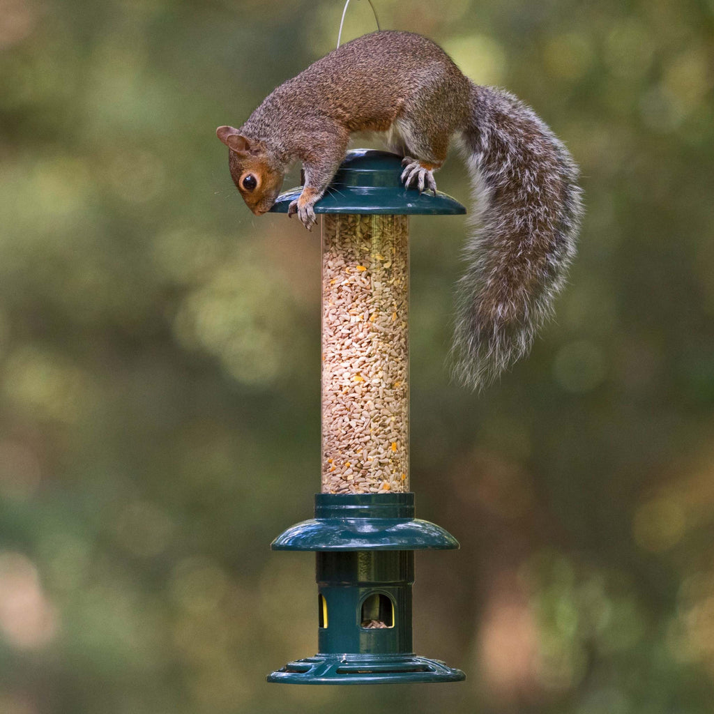 Jacobi Jayne Squirrel Buster Evolution - Metal Squirrel-Proof Bird Feeder
