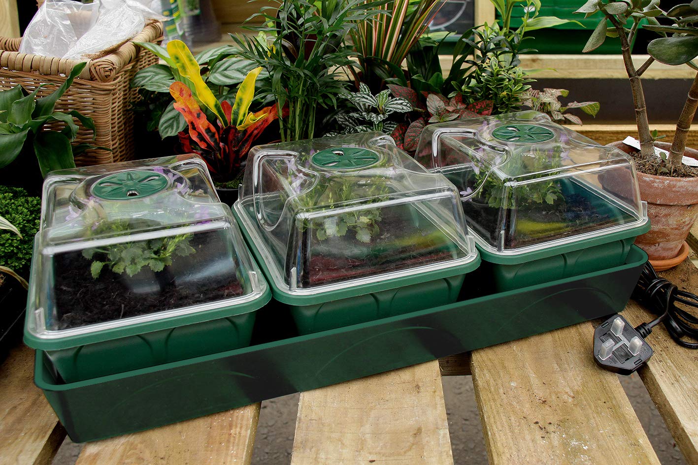 EarlyGrow Heated 3-Bay Windowsill Propagator | Shatter Resistant Plastic