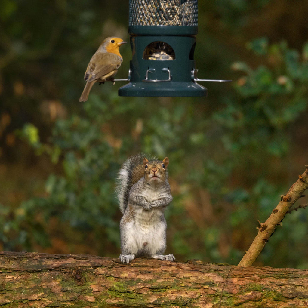 Jacobi Jayne Squirrel Buster Seed Bird Feeder – Metal Pigeon Proof Design
