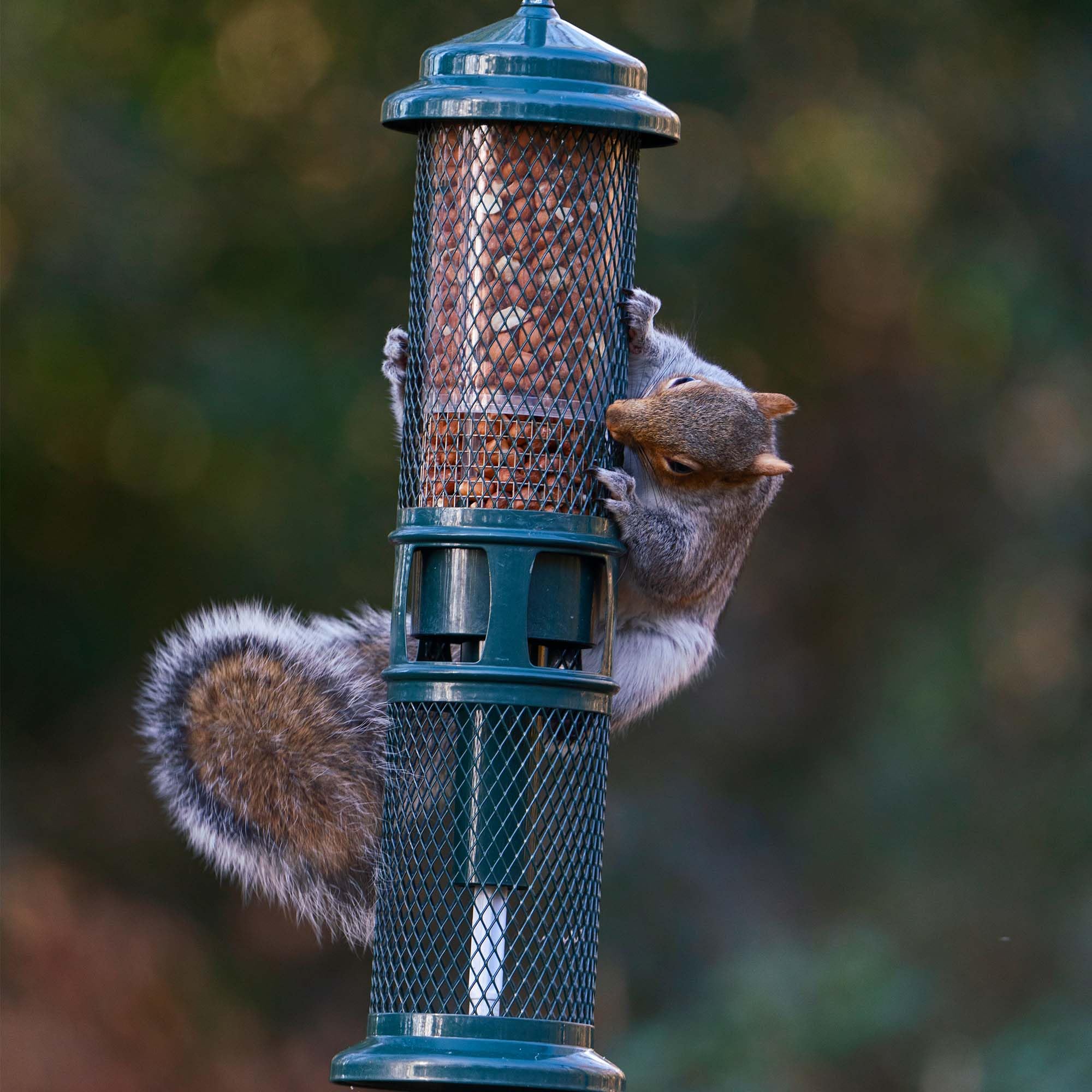 Jacobi Jayne Squirrel Buster Peanut Bird Feeder – Metal, Green, 750ml