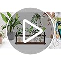 Jolof Store Retro Plant Propagation Station | Glass Bulb Vase Terrarium