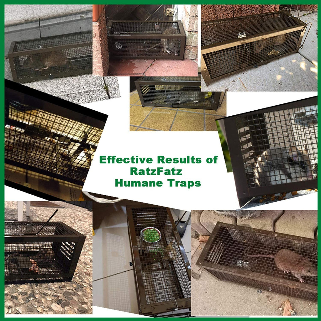 RatzFatz Humane Rat Cage Traps - 2 Pack Reusable No-Kill Mousetraps