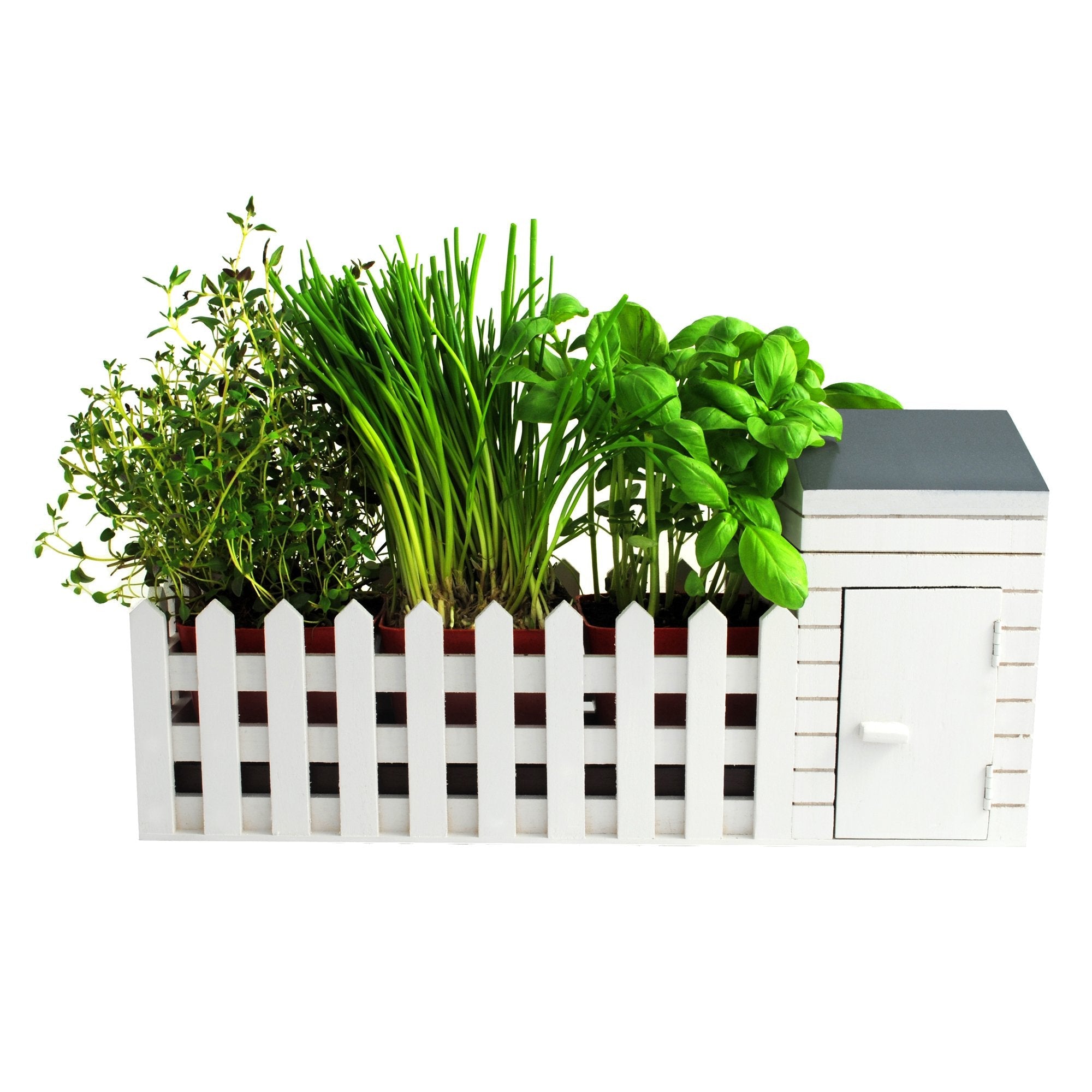 Oliphant Indoor Allotment Herb Garden Gift Set - Wooden Windowsill Kit