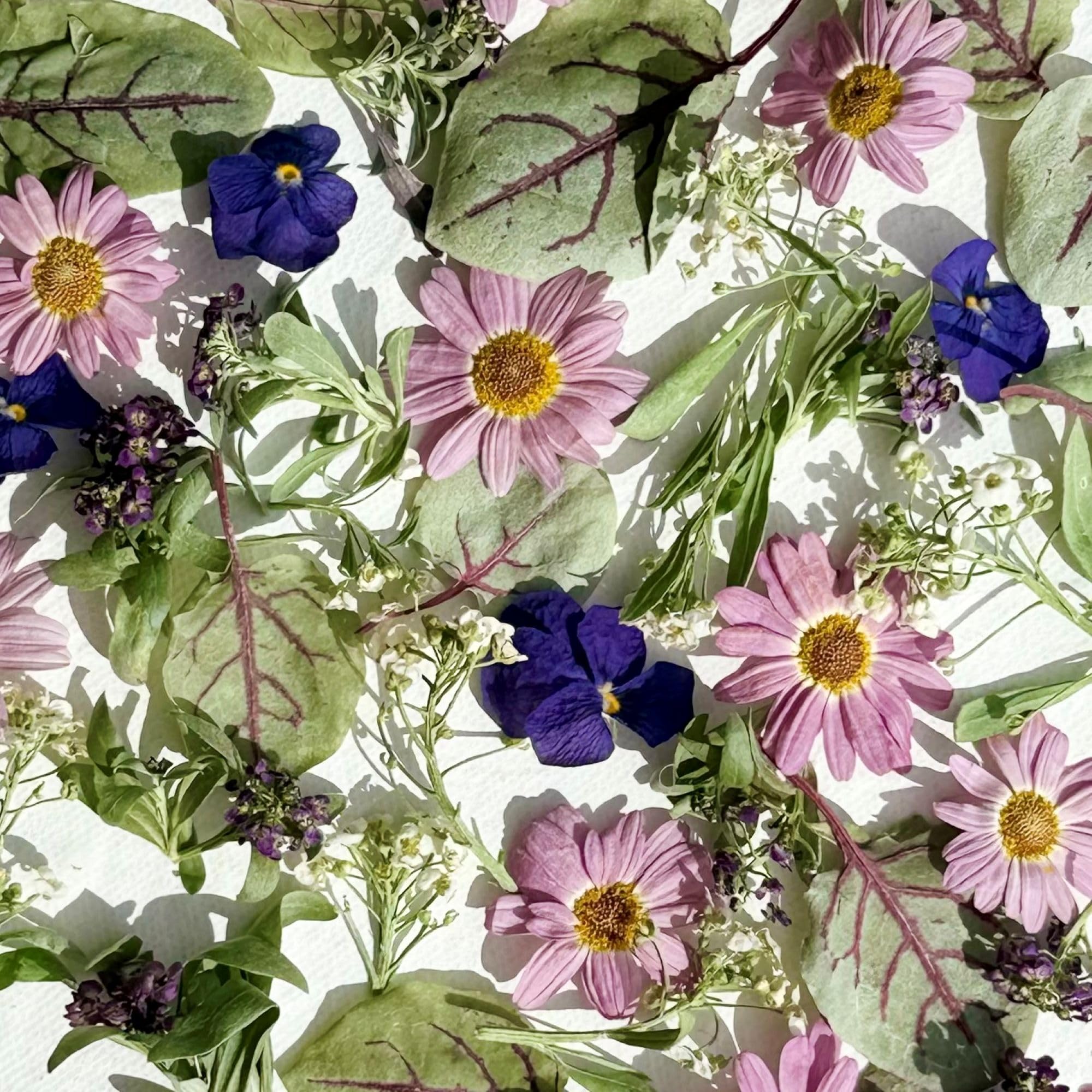 Polly’s Petals Phoebe Freeze Dried Edible Flowers for Cakes & Cocktails