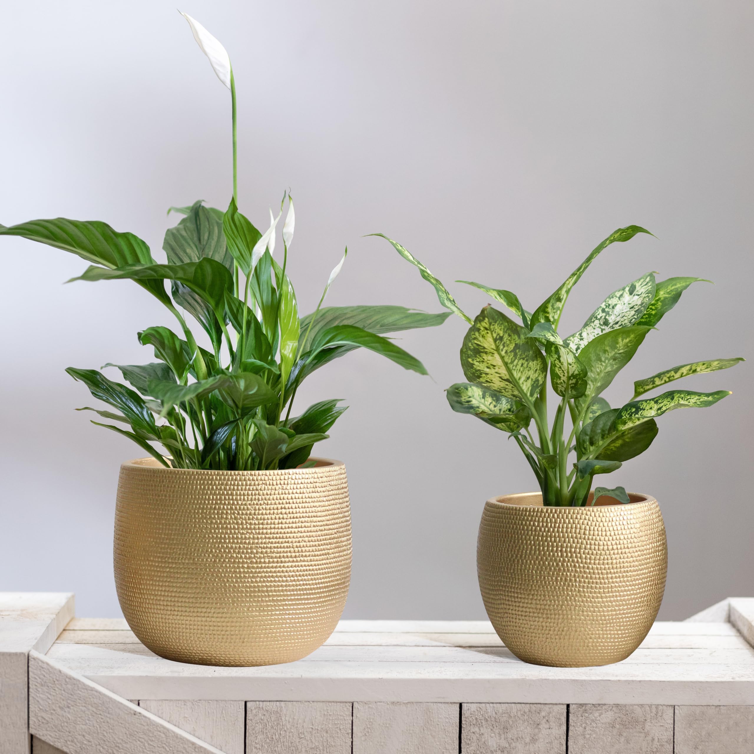 Olly & Rose Barcelona Gold Ceramic Plant Pot Set - 14cm & 17.5cm Planters