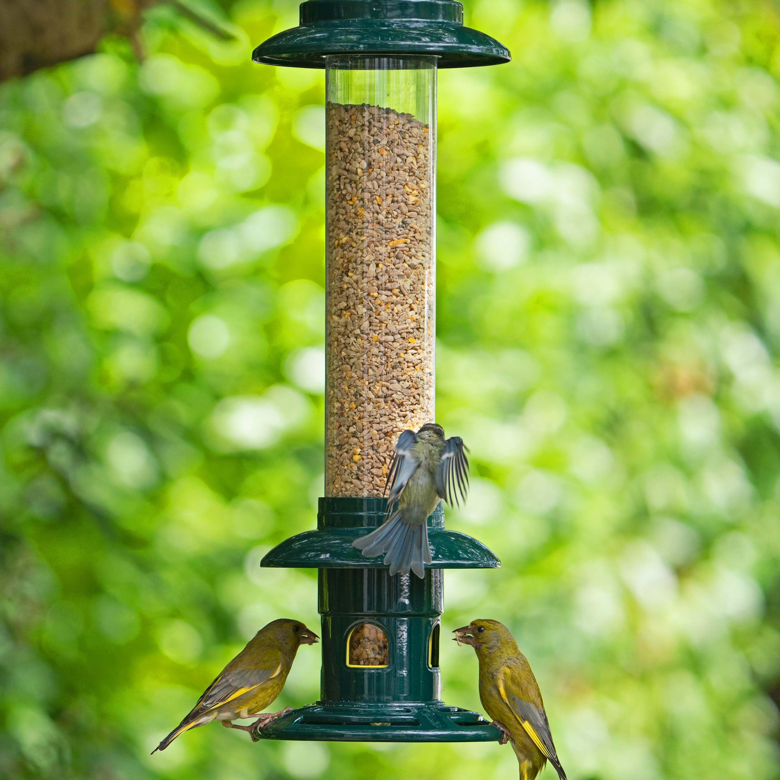 Jacobi Jayne Squirrel Buster Evolution - Metal Squirrel-Proof Bird Feeder