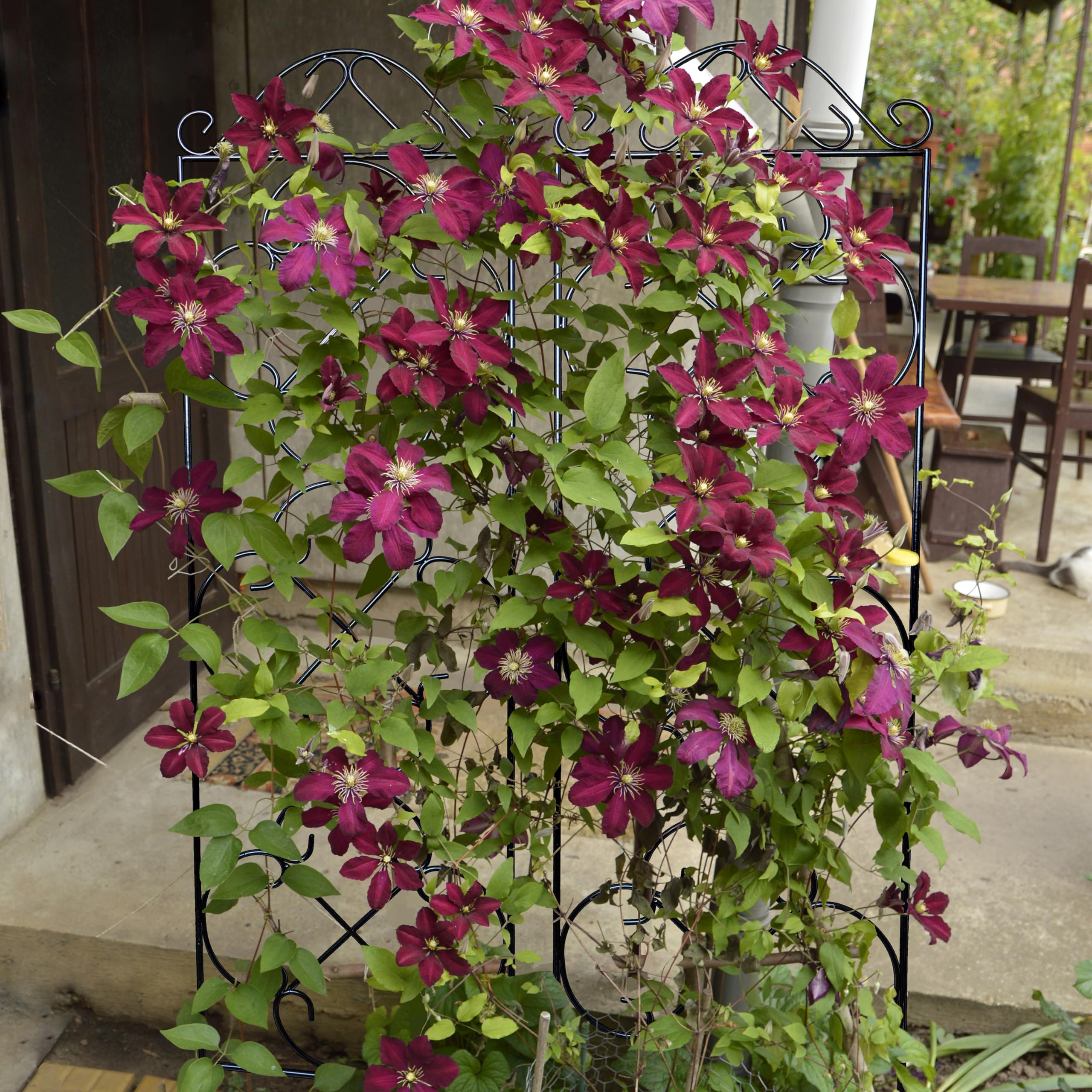 Thealyn Metal Garden Trellis 4-Pack | 123cm Rust-Resistant Plant Support
