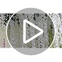 Veryhome 12-Piece Artificial Wisteria Hanging Garland | 3.6ft Silk Vines