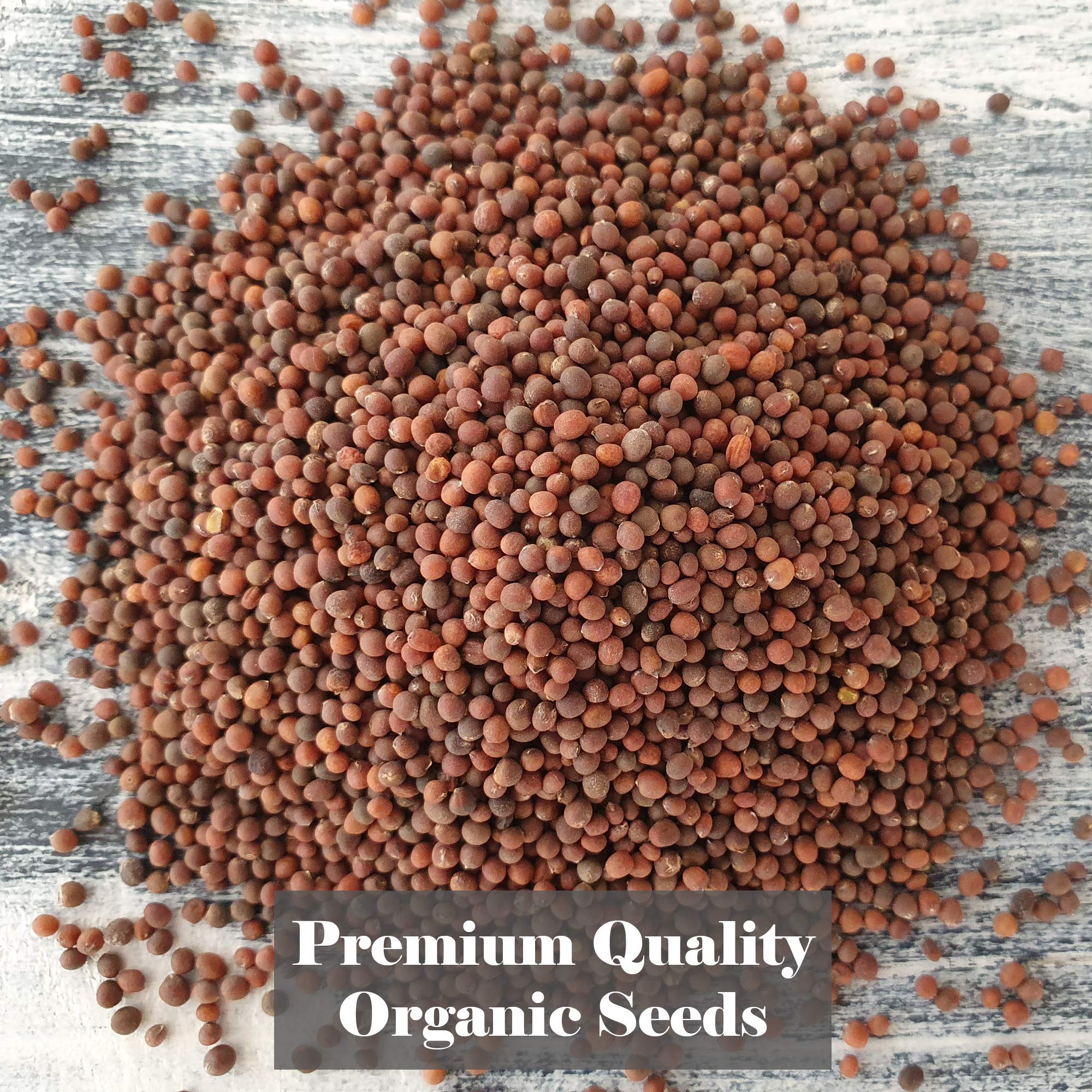 Verdant Republic Organic Broccoli Calabrese Sprouting Seeds – 1kg