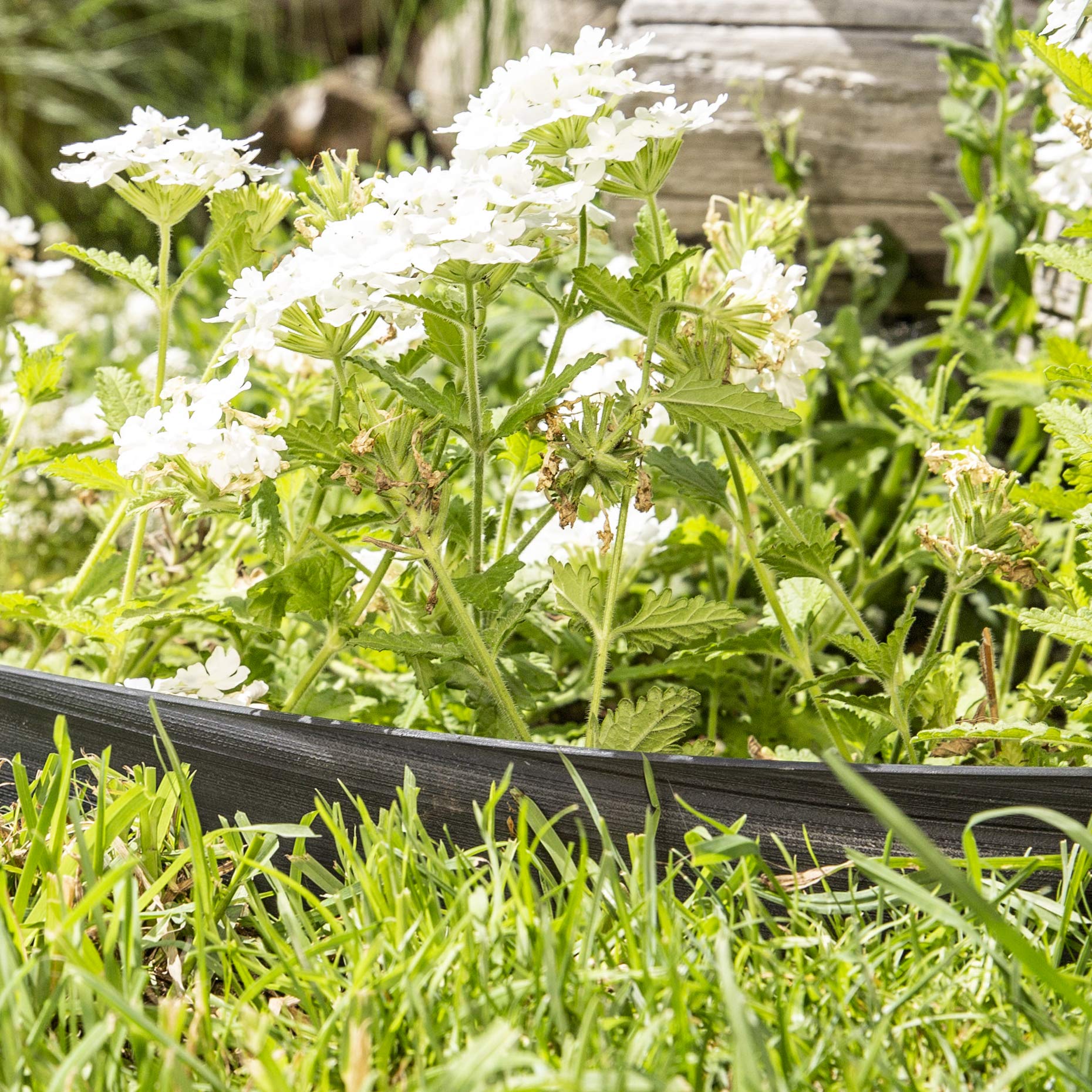 Windhager Flexible Plastic Lawn Edging – Durable Garden Border, Black/Grey