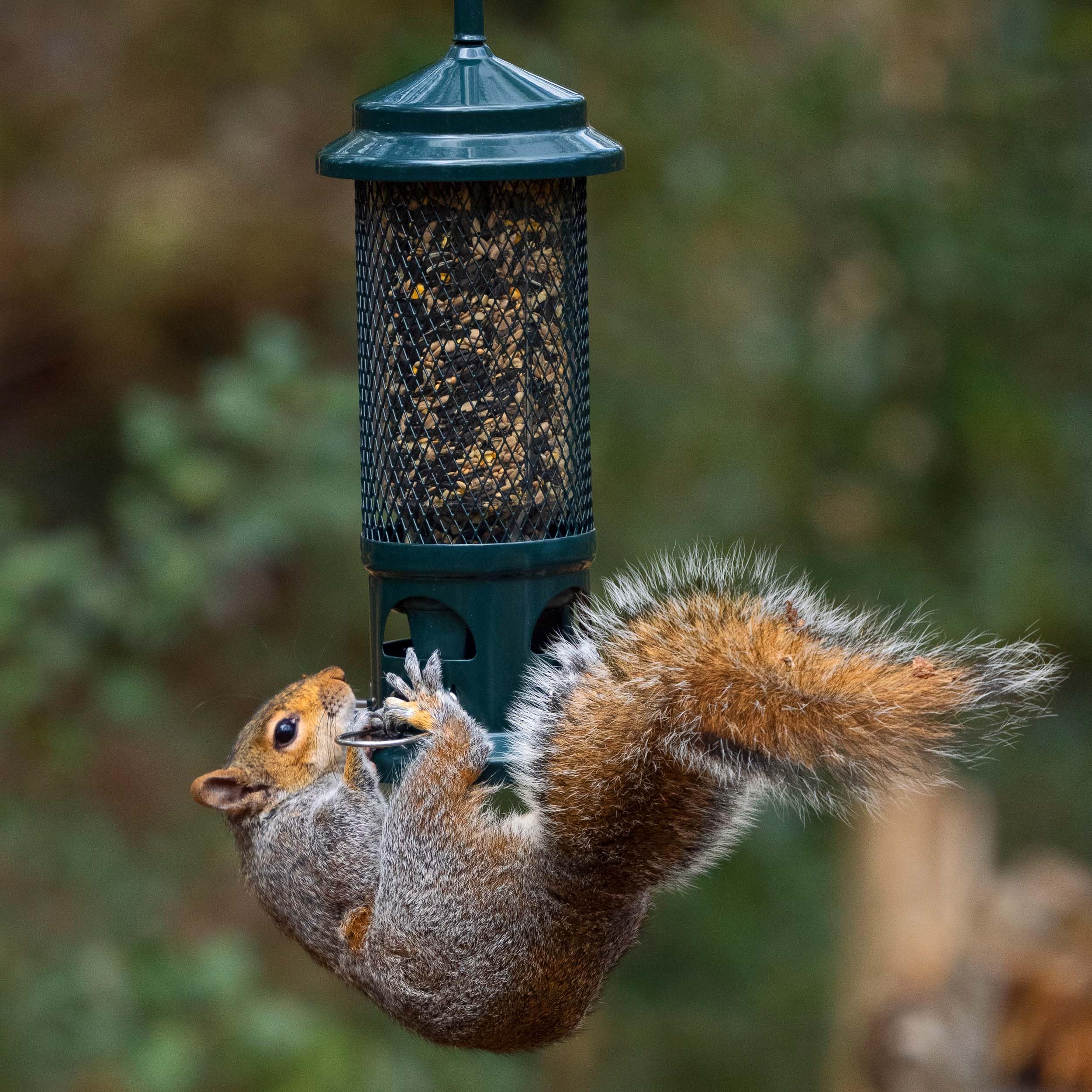 Jacobi Jayne Squirrel Buster Seed Bird Feeder – Metal Pigeon Proof Design