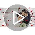 Redamancy 1200pcs Red Artificial Silk Rose Petals for Wedding Decor