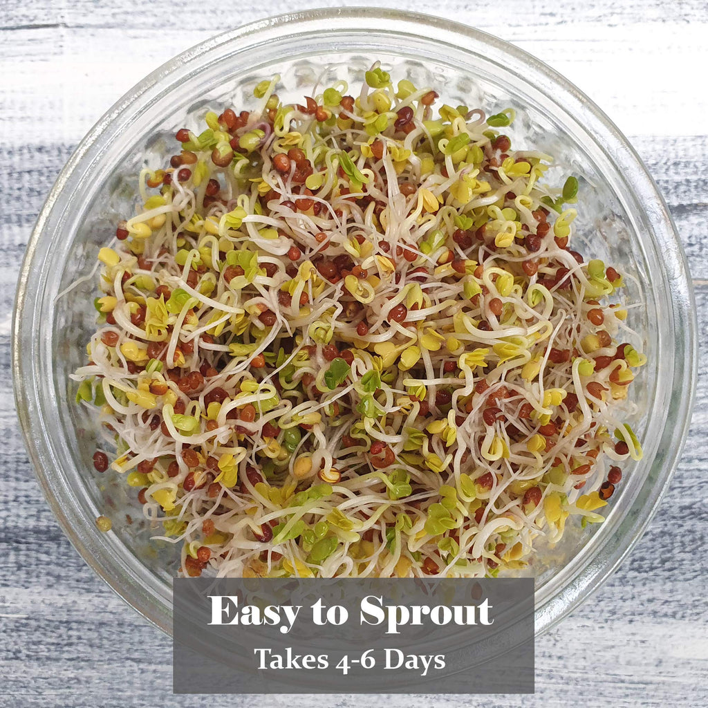 Verdant Republic Organic Broccoli Calabrese Sprouting Seeds – 1kg