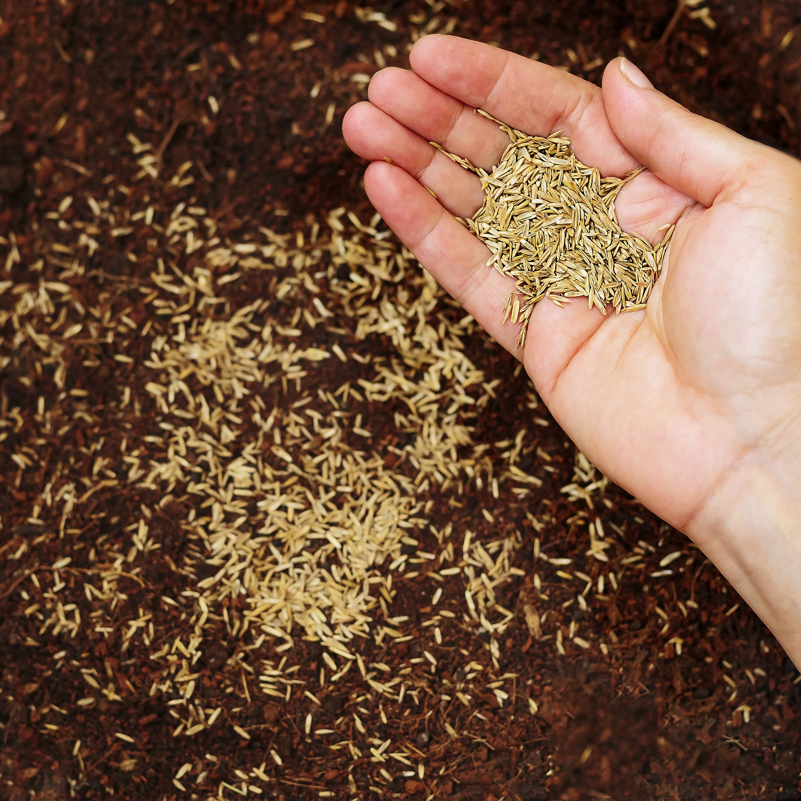 R&R SHOP Ryegrass Seeds - Fast Growing Resistant Lawn Seed (5kg - 200mq)