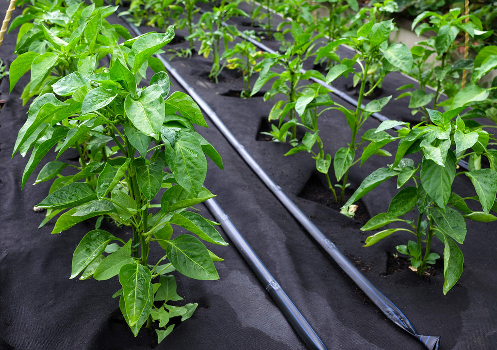 Balinco Unkrautvlies 150g/m² – 40m² (20m x 2m) Reißfestes Gartenvlies