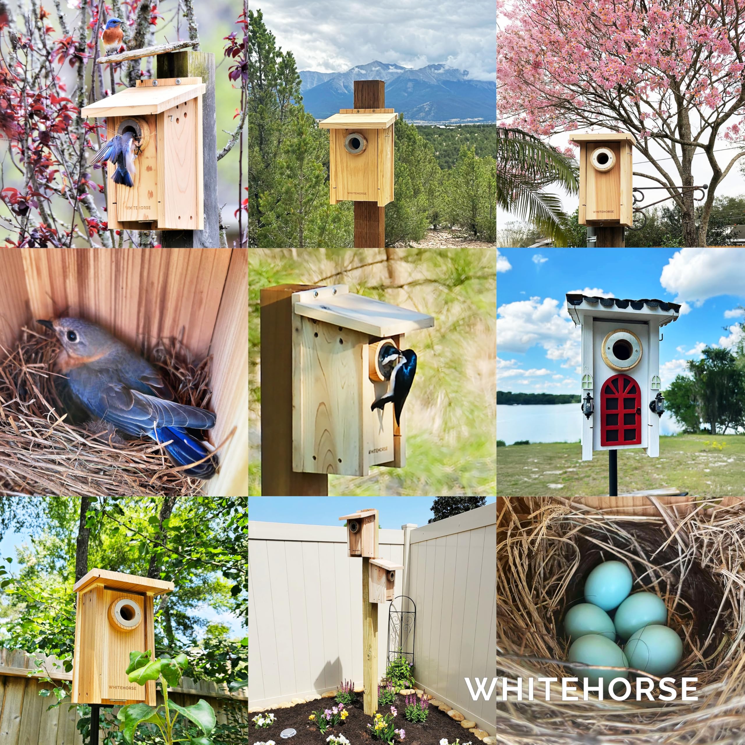WHITEHORSE Cedar Bird House - Weatherproof Nesting Box with Predator Guard