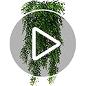 Jolof Store 2-Piece Artificial Hanging Ferns – 80cm Fake Ivy Vines