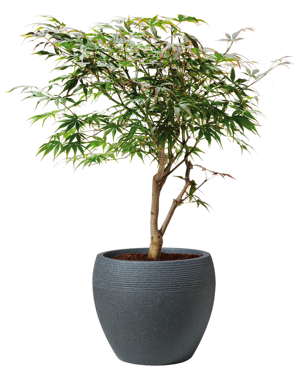Scheurich Lineo Plant Pot - Black Granit Outdoor Planter - 40 cm