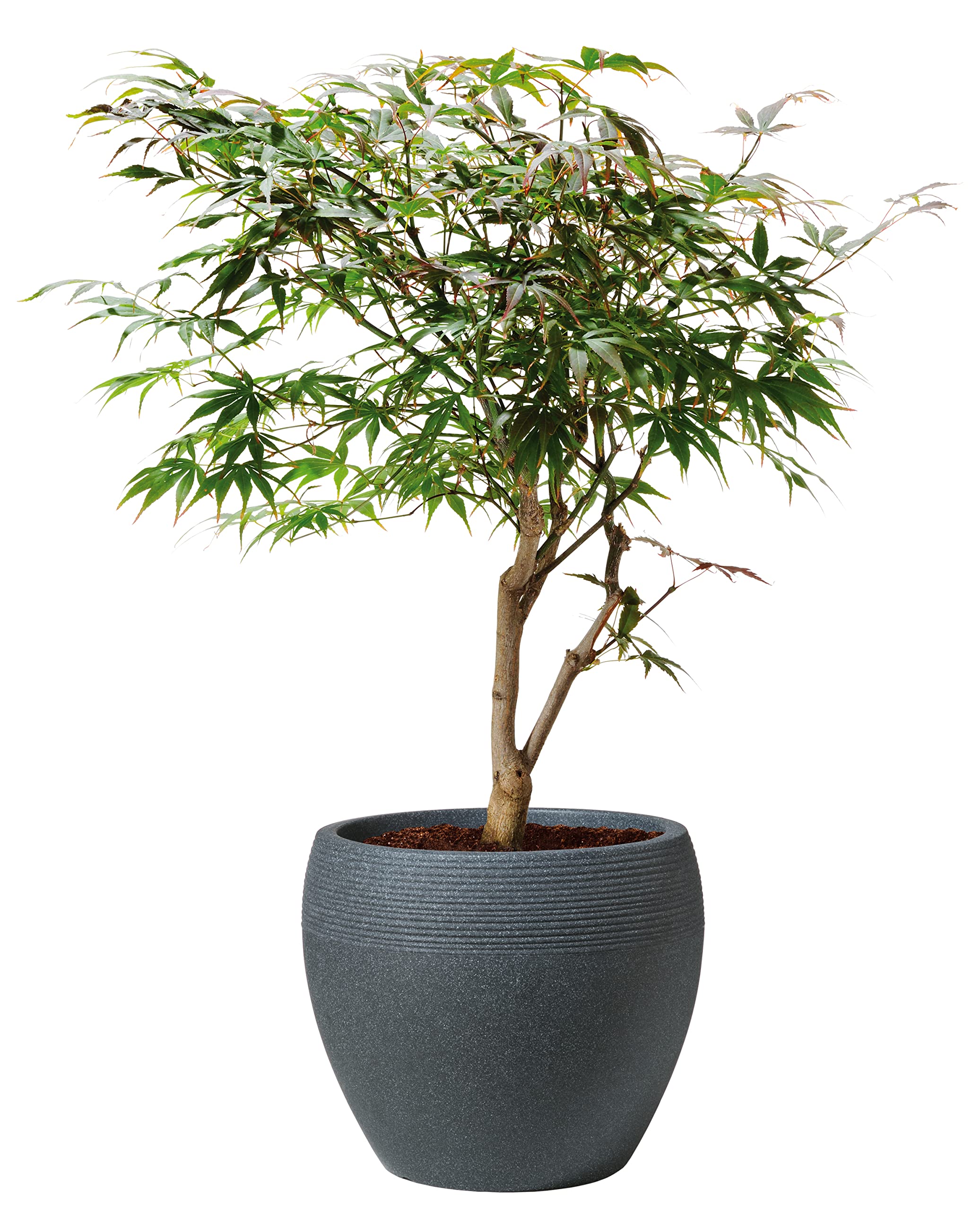 Scheurich Lineo Plant Pot - Black Granit Outdoor Planter - 40 cm