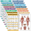 Palace Learning 16 Pack Exercise Poster Set – Laminated Home Gym Charts