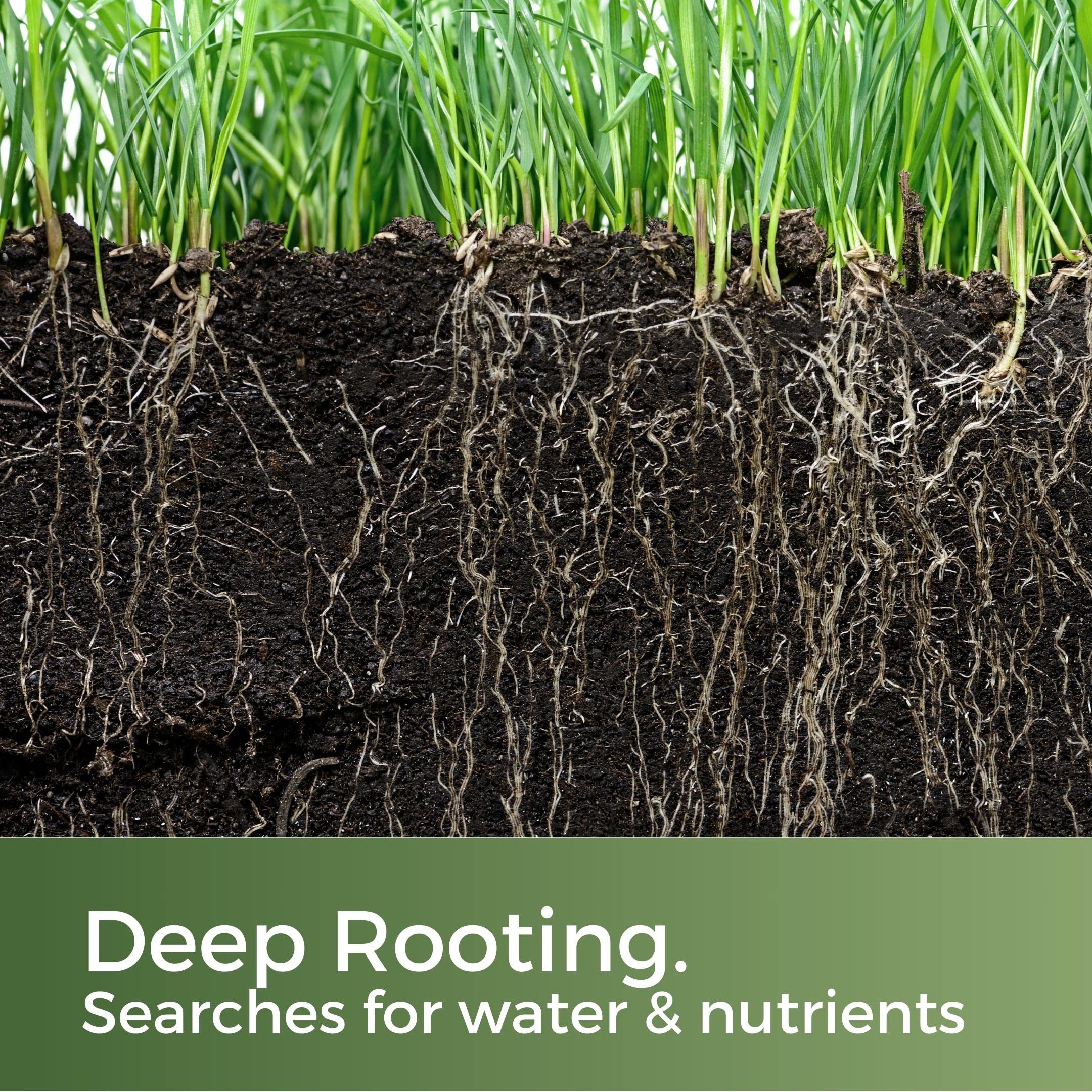 Clay King Grass Seed for Clay Soil – Deep Rooting & Drought Resistant – 5kg