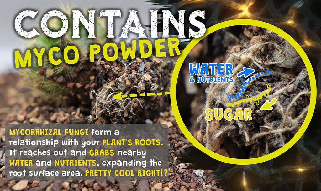 Spike and Bloom Cactus Soil Mix with Mycorrhizal Fungi - High Drainage, 8lb