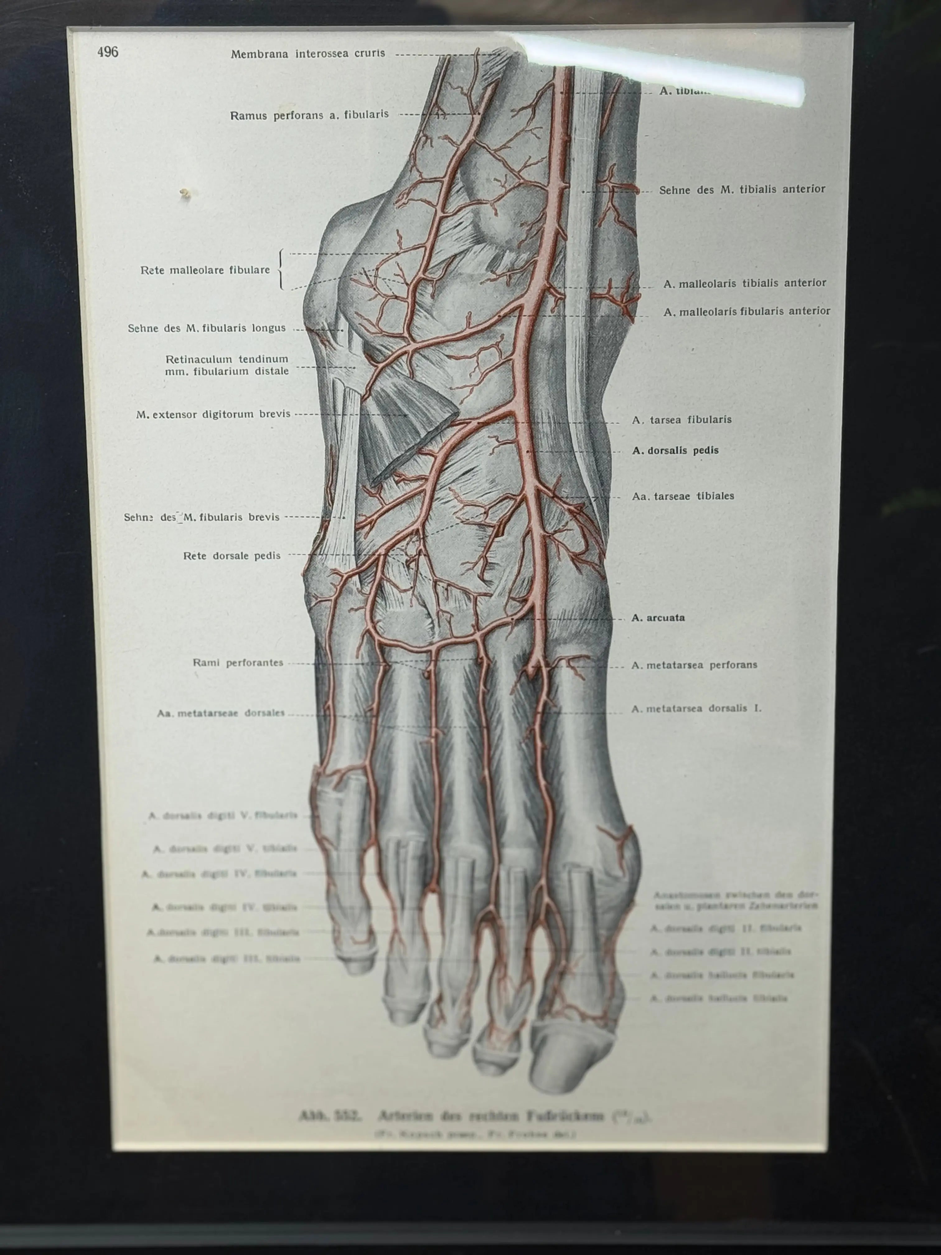 Framed Antique Anatomy Print 1920s Medical Book Plate Wall Art Picture J