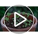 Seedball Red Poppy Seed Bombs – 100 Pack Peat-Free Wildflower Seeds