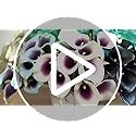 FiveSeasonStuff Real Touch Calla Lilies – 10 Stems PU Artificial Flowers