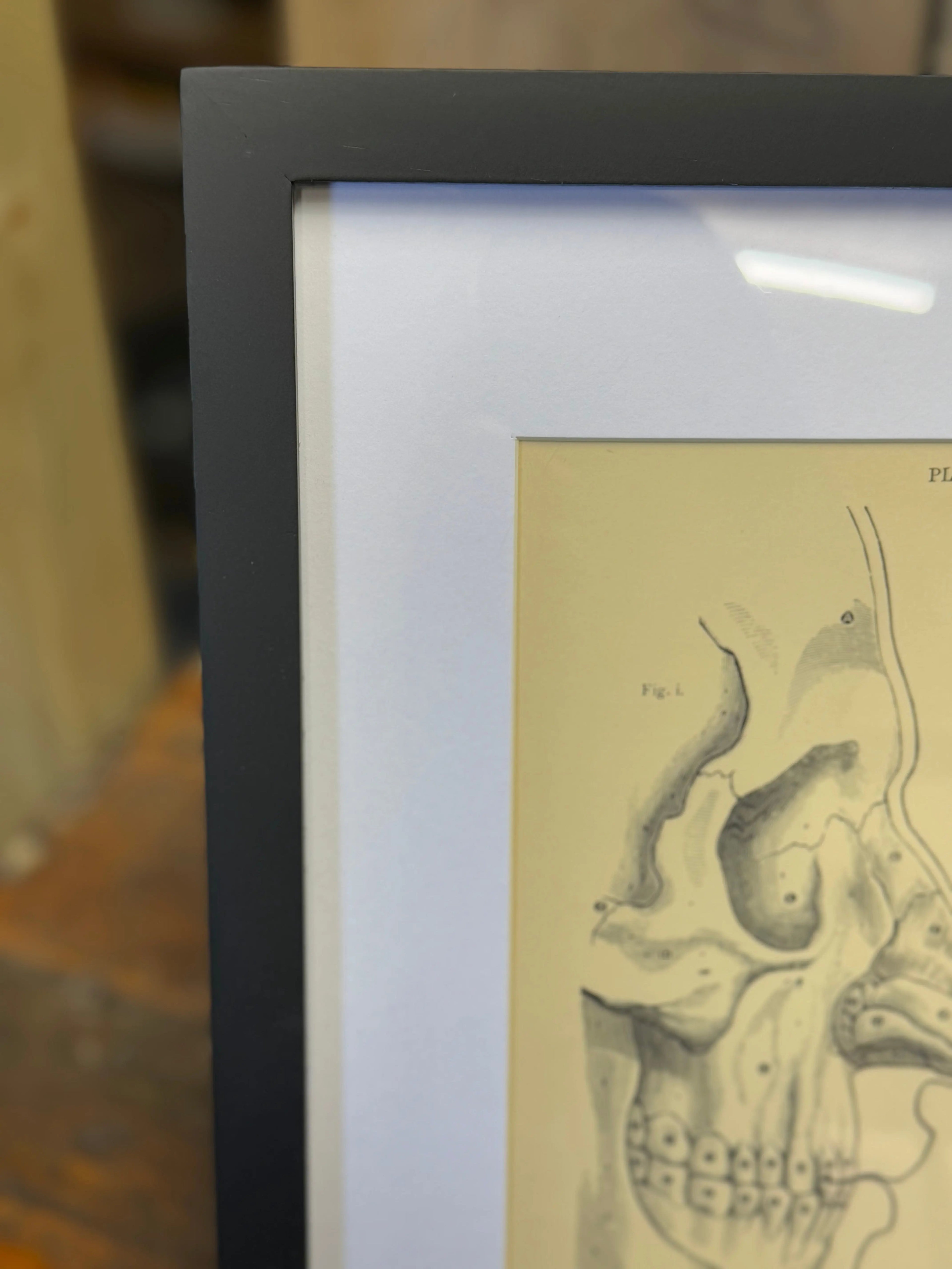 Victorian Anatomy Engraving – Antique Medical Print L