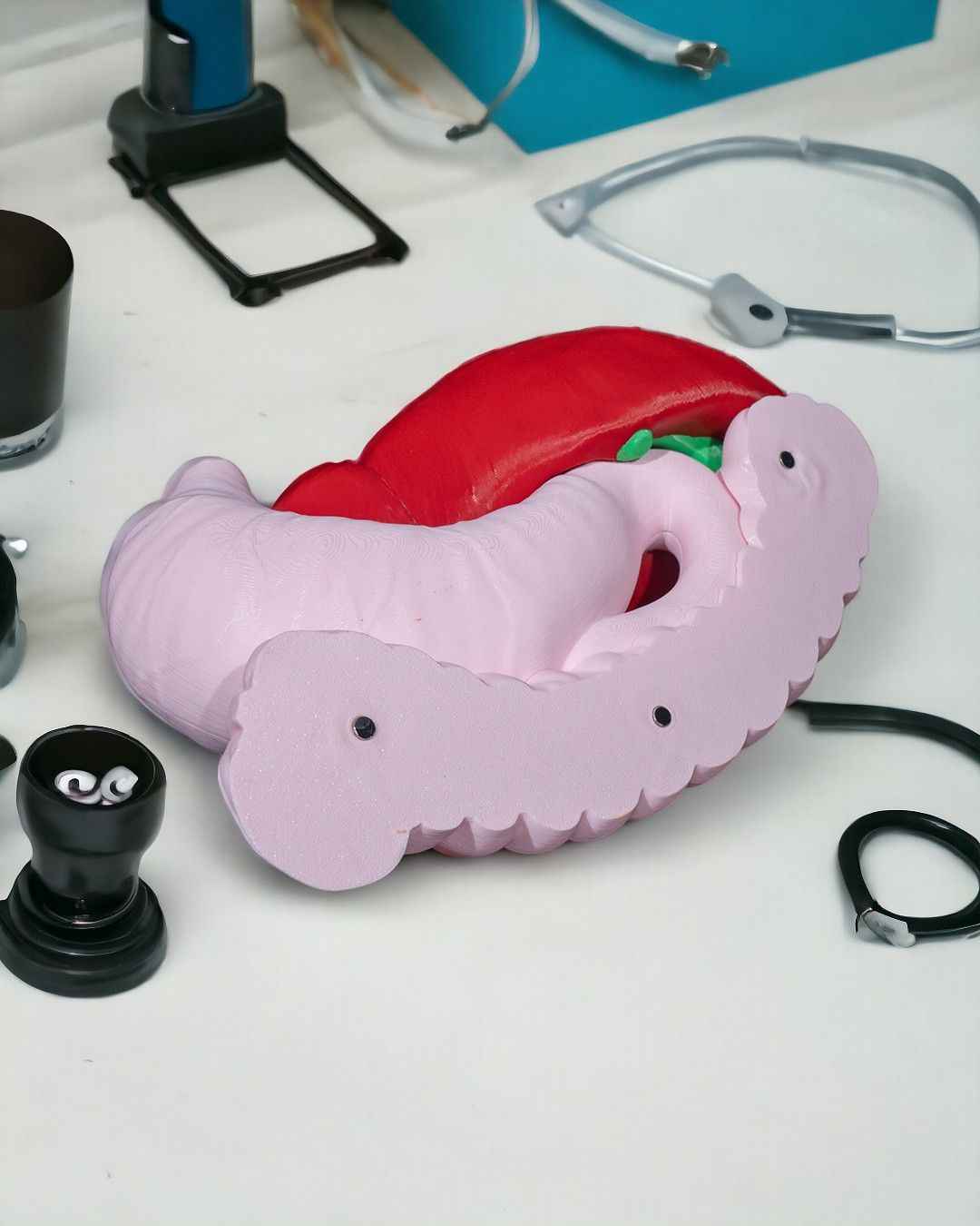 Digestive System Anatomical educational model