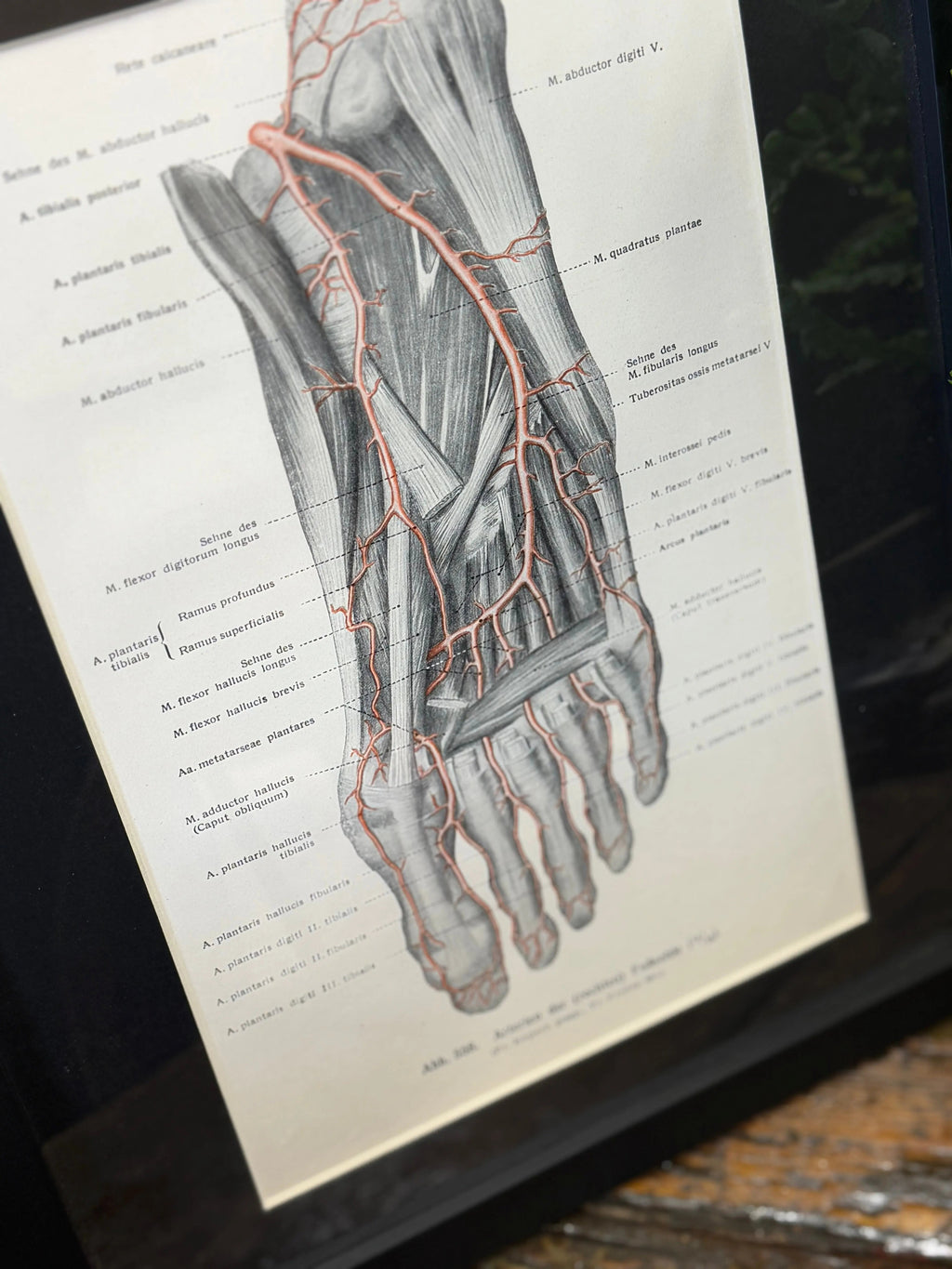 Framed Antique Anatomy Print 1920s Medical Book Plate Wall Art Picture I