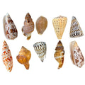Natural Exotic Shells - Pack of 10