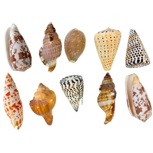 Natural Exotic Shells - Pack of 10