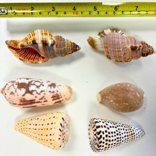 Natural Exotic Shells - Pack of 10