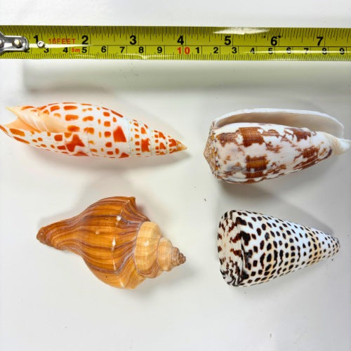 Natural Exotic Shells - Pack of 10
