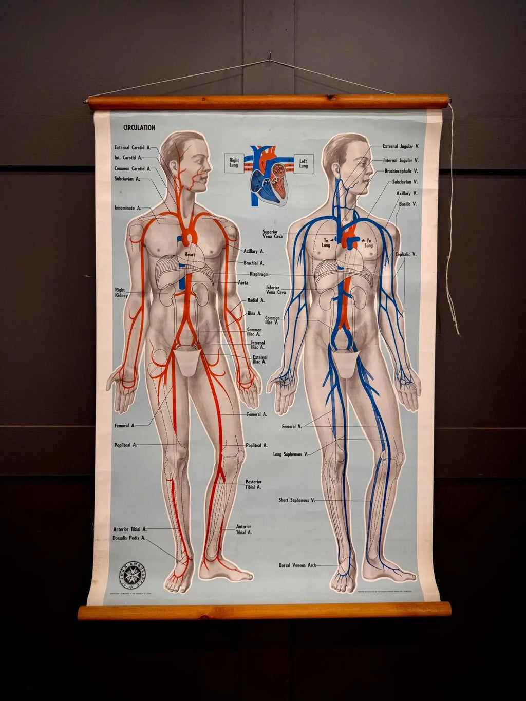 Vintage St John Ambulance Circulation Chart Soman-Wherry Norwich c.1950s