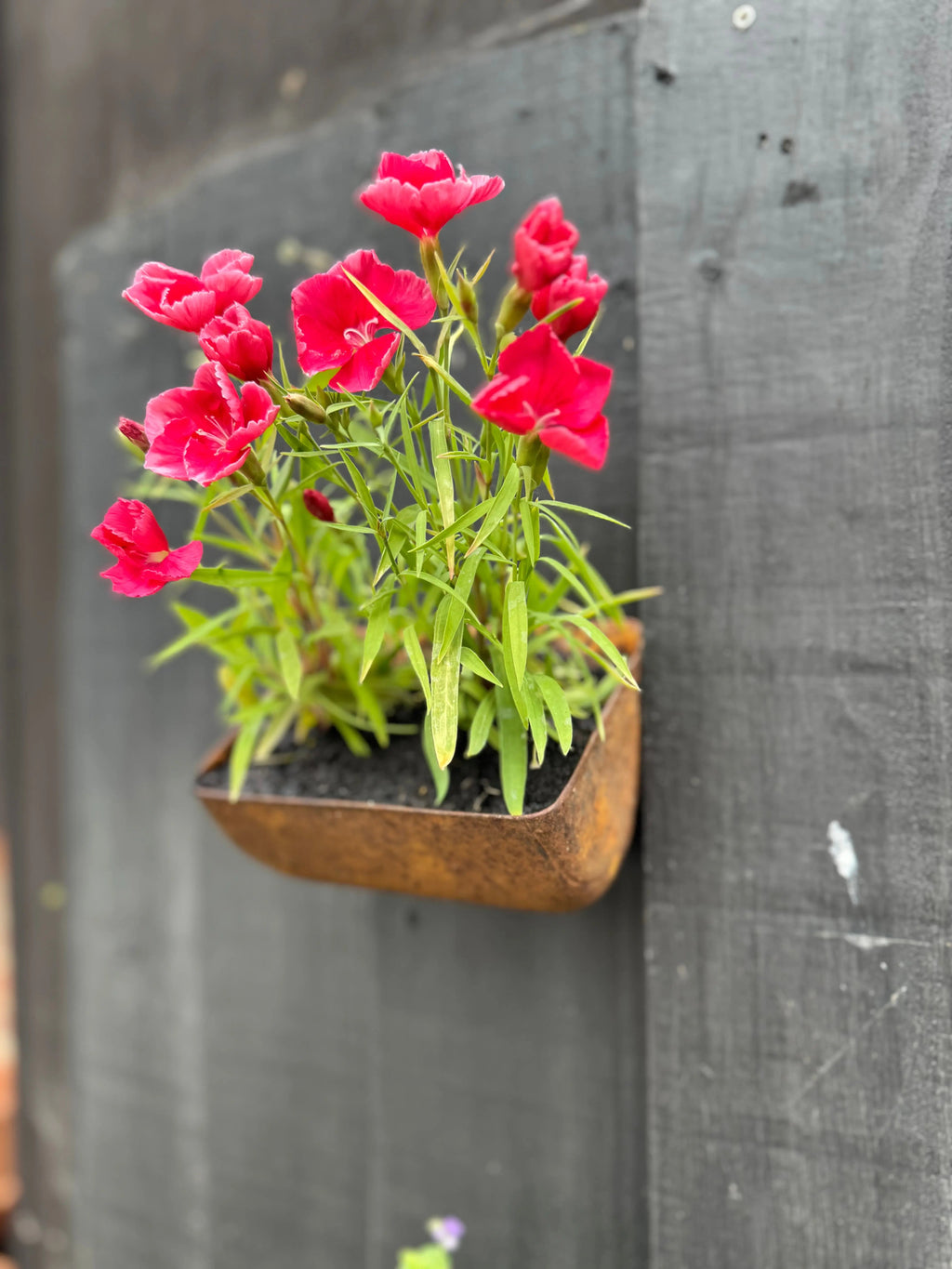 Rustic Warehouse Norfolk Vintage Metal Wall Mounted Planter & Key Holder
