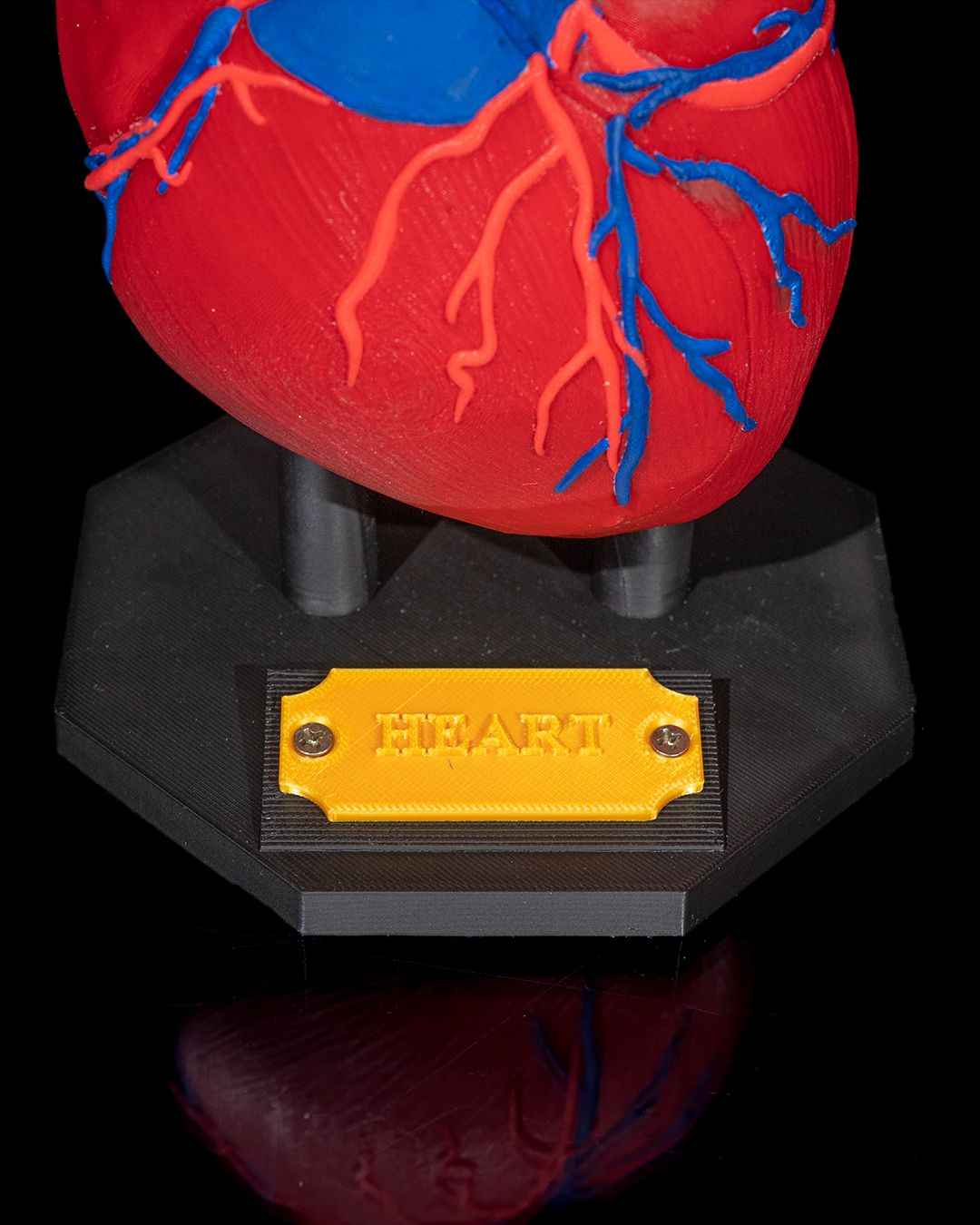 Heart Anatomical educational model