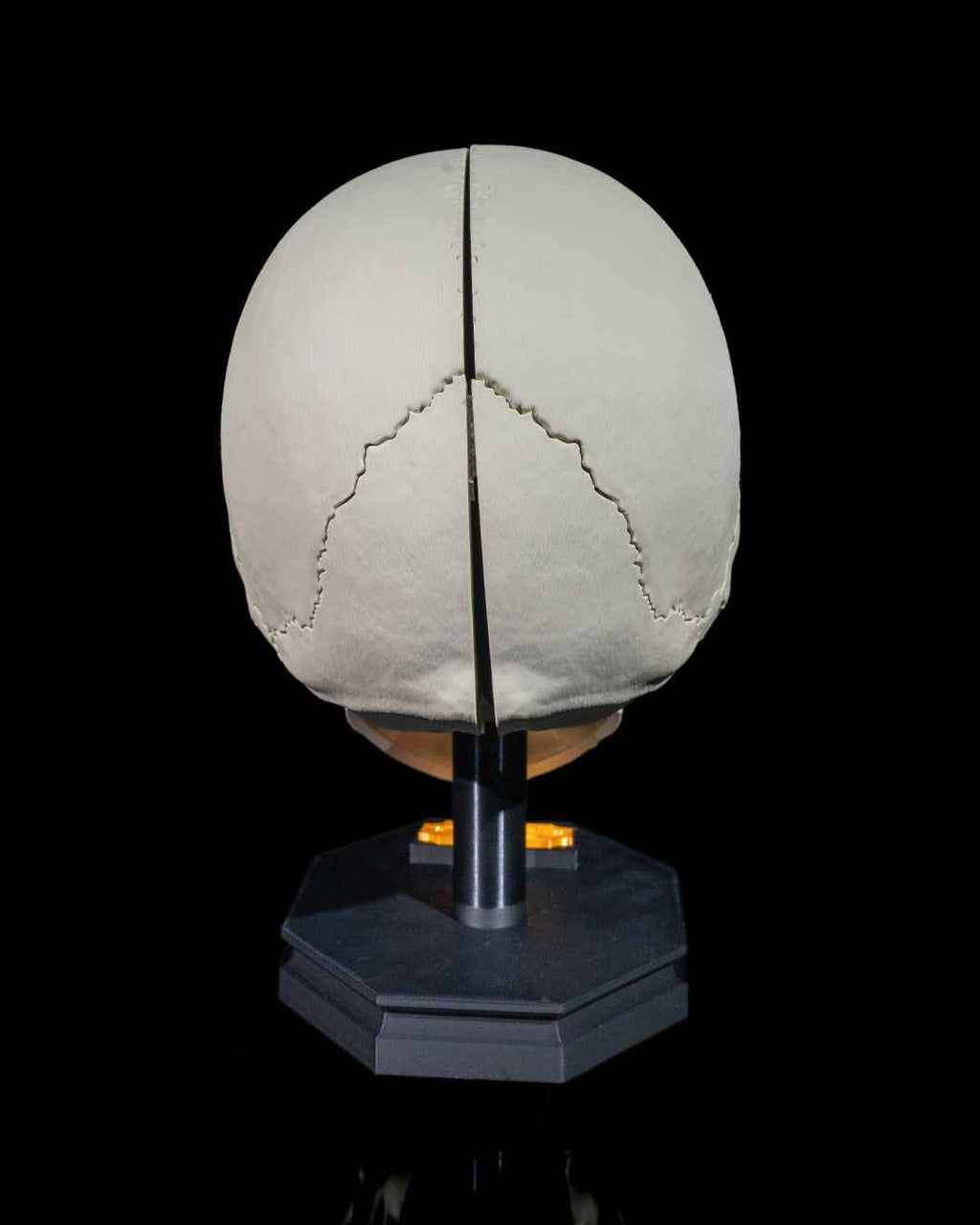 Human Adult Skull educational model
